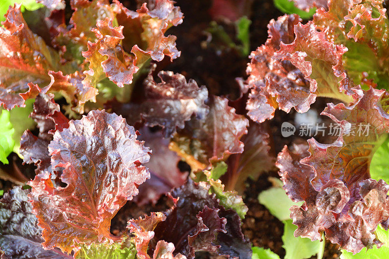 全帧图像的红珊瑚生菜叶子，Lollo Rosso(红色)，升高的蔬菜花园床，升高的视野